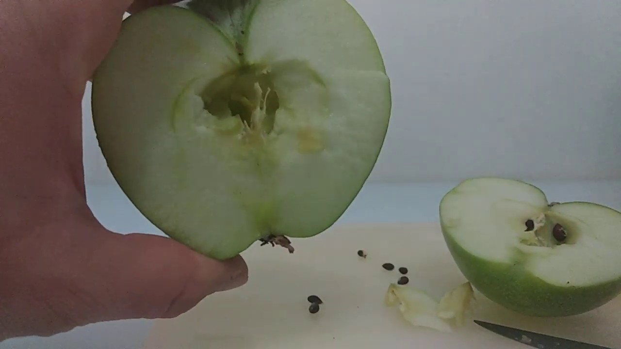 Evde Sebze-Meyve Yetiştirme - Ev Yeşili